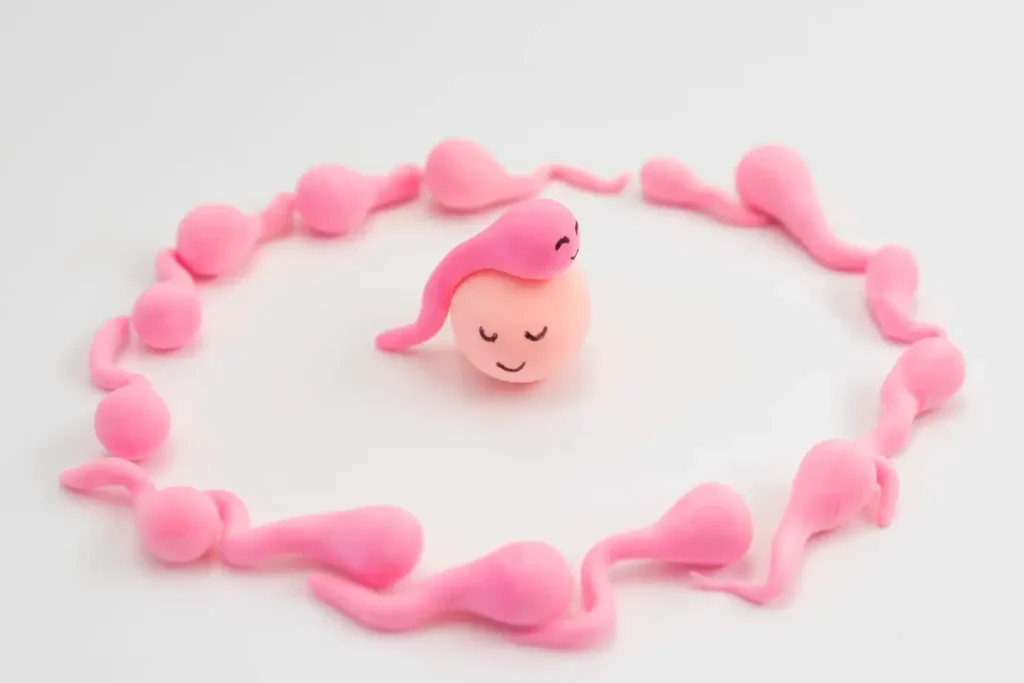 Fertility still life arrangement